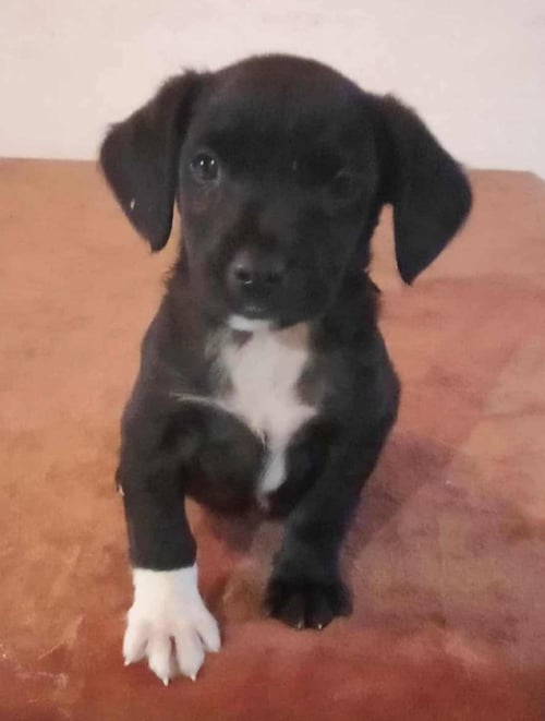 JET - Labrador Retriever / Terrier available for adoption