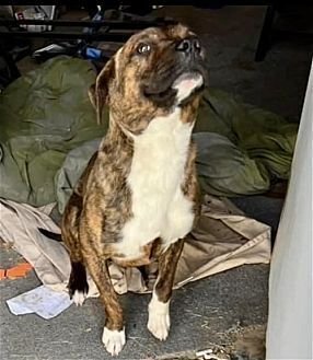 LEO - Boxer / American Pit Bull Terrier available for adoption
