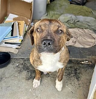 LEO - Boxer / American Pit Bull Terrier available for adoption