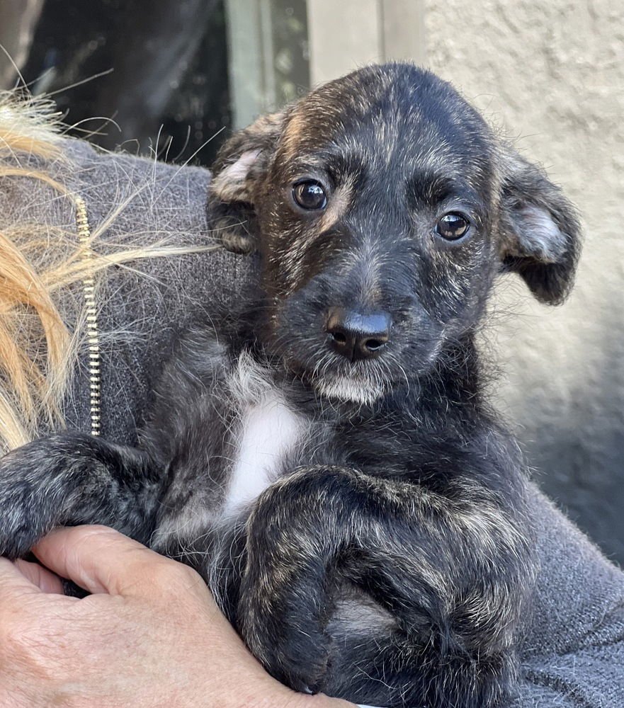 PEPPER - Labrador Retriever available for adoption