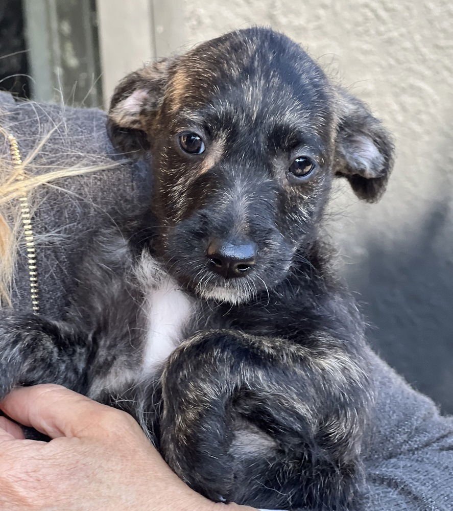 PEPPER - Labrador Retriever available for adoption