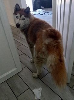 SASHA - Husky available for adoption