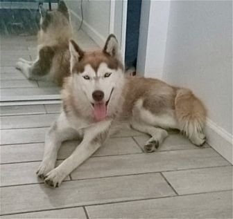 SASHA - Husky available for adoption
