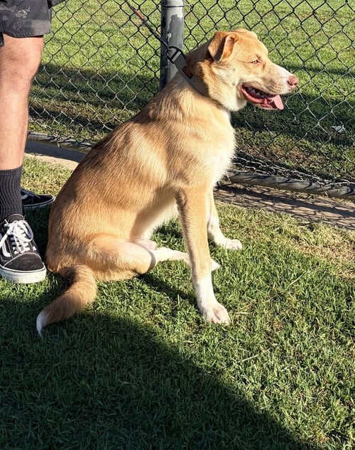 ACE - Australian Shepherd / Pit Bull Terrier available for adoption