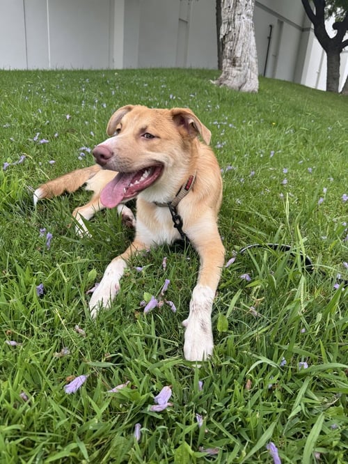 ACE - Australian Shepherd / Pit Bull Terrier available for adoption
