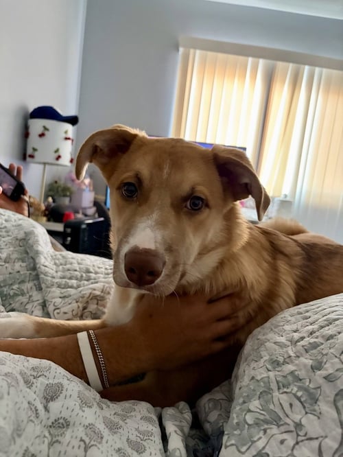 ACE - Australian Shepherd / Pit Bull Terrier available for adoption