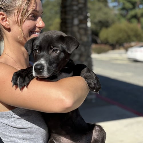 ARCHER - Border Collie / Labrador Retriever available for adoption