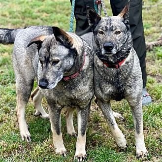 FREIDA AND DALLEN - Norwegian Elkhound available for adoption