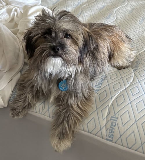 JAX - Havanese / Shih Tzu available for adoption