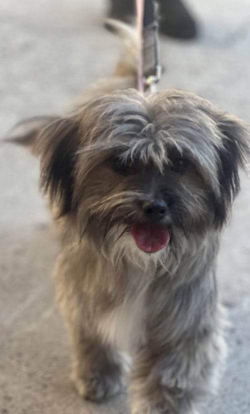 JAX - Havanese / Shih Tzu available for adoption