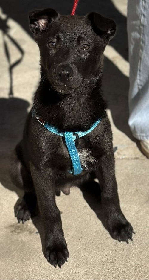 ASHER - Border Collie / Labrador Retriever available for adoption