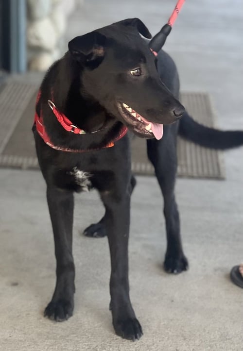 ASHER - Border Collie / Labrador Retriever available for adoption