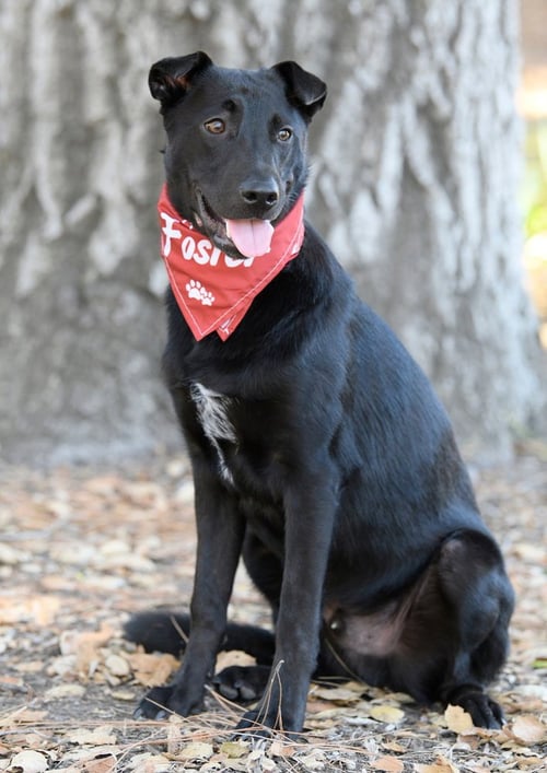 ASHER - Border Collie / Labrador Retriever available for adoption