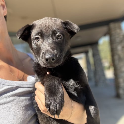 ASHER - Border Collie / Labrador Retriever available for adoption
