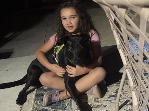 ASHER - Border Collie / Labrador Retriever available for adoption