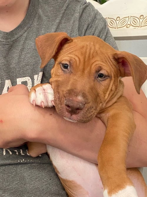 LUKE - Black Mouth Cur / Boxer available for adoption