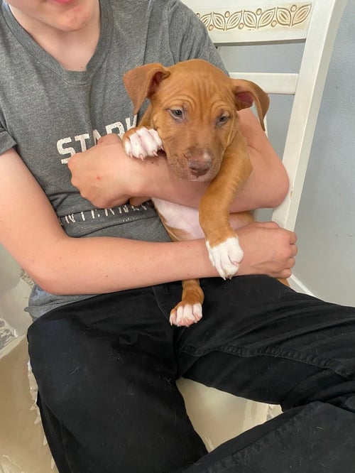 LUKE - Black Mouth Cur / Boxer available for adoption