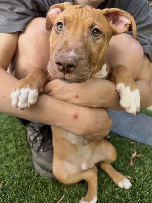 LUKE - Black Mouth Cur / Boxer available for adoption