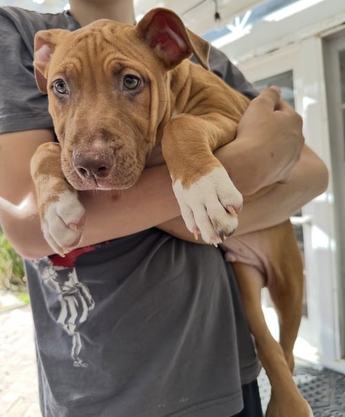 LUKE - Black Mouth Cur / Boxer available for adoption