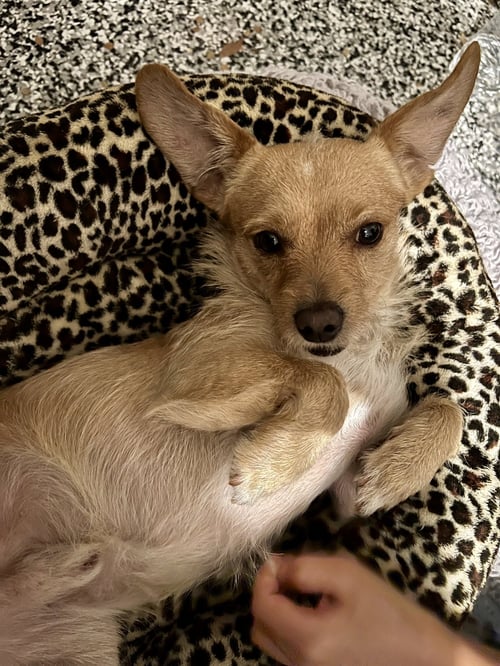 SAMPSON - Jack Russell Terrier / Cocker Spaniel available for adoption