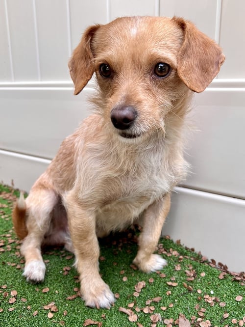 SAMPSON - Jack Russell Terrier / Cocker Spaniel available for adoption