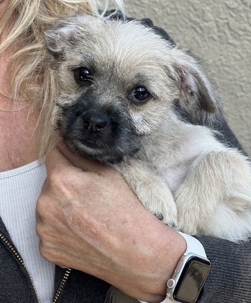 BIRDIE - Chihuahua / Terrier available for adoption