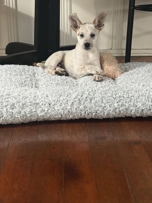 NASH