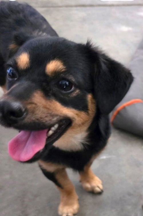 WINNIE & PENNY - Terrier / Chihuahua available for adoption