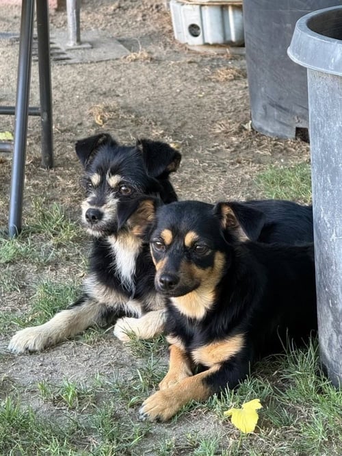 WINNIE & PENNY - Terrier / Chihuahua available for adoption