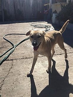 DALLAS - Hound / Retriever available for adoption
