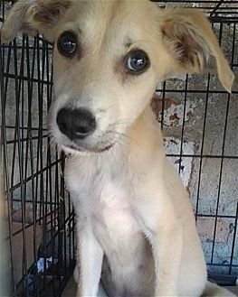 DALLAS - Hound / Retriever available for adoption