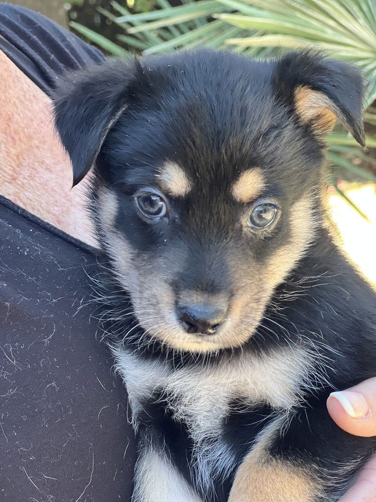 NUGGET - Havanese / Lhasa Apso available for adoption