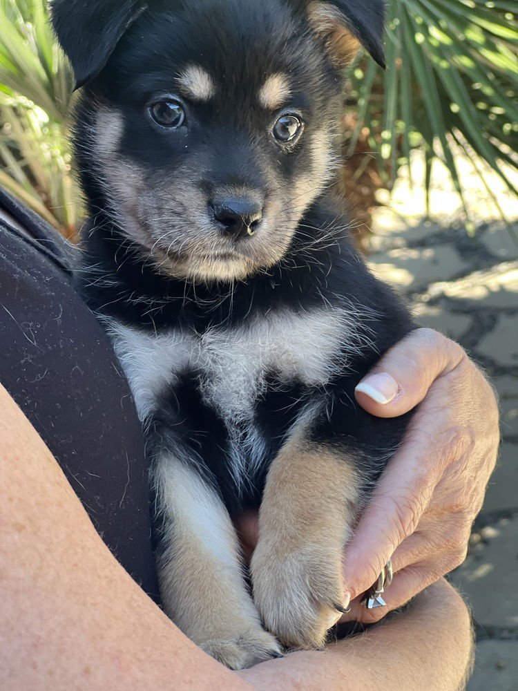NUGGET - Havanese / Lhasa Apso available for adoption