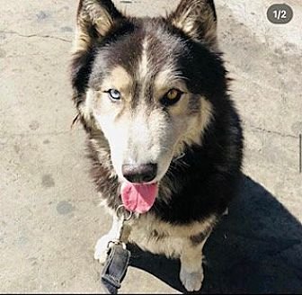 OSO - Husky available for adoption