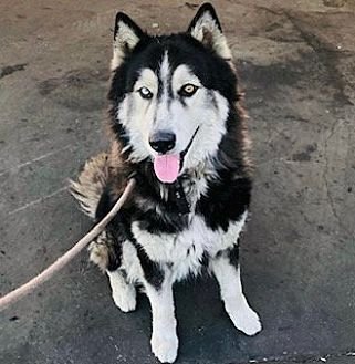 OSO - Husky available for adoption