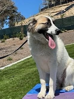 IZZY - Anatolian Shepherd available for adoption