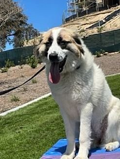IZZY - Anatolian Shepherd available for adoption