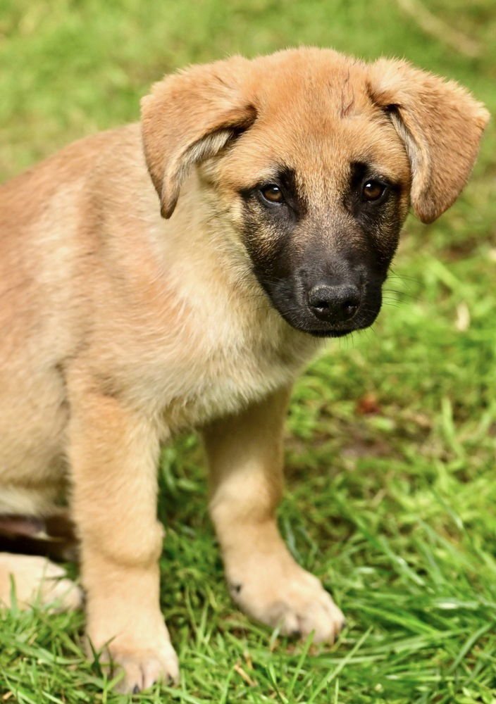 BEAR - Shepherd available for adoption