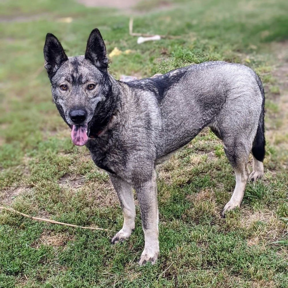 DALLEN - Norwegian Elkhound available for adoption