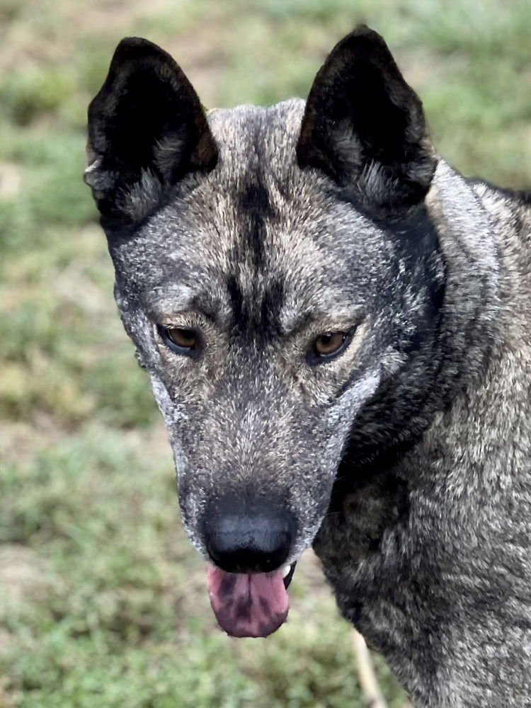 DALLEN - Norwegian Elkhound available for adoption