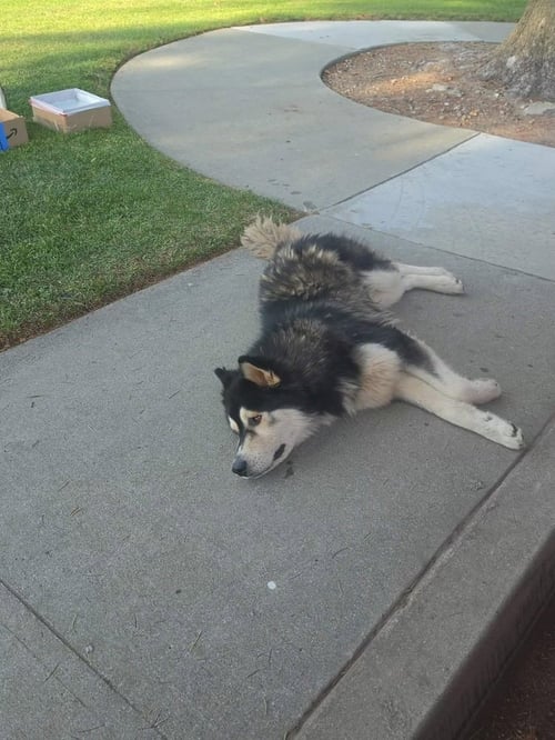 DENALI - Husky available for adoption