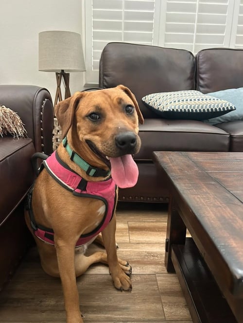PEACH - Labrador Retriever / Rhodesian Ridgeback available for adoption