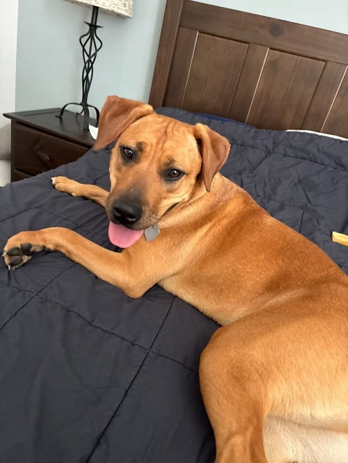 PEACH - Labrador Retriever / Rhodesian Ridgeback available for adoption