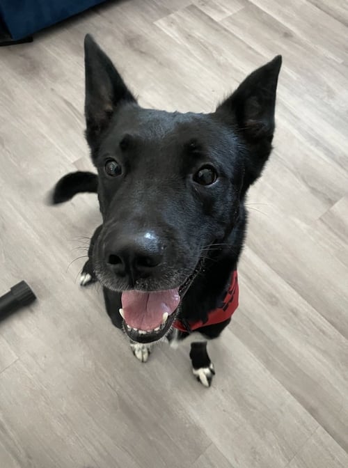 SHADOW - German Shepherd Dog / Labrador Retriever available for adoption