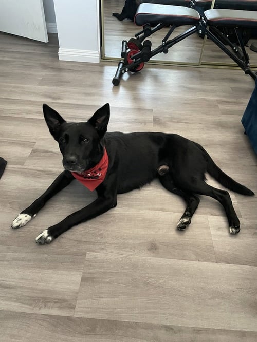 SHADOW - German Shepherd Dog / Labrador Retriever available for adoption