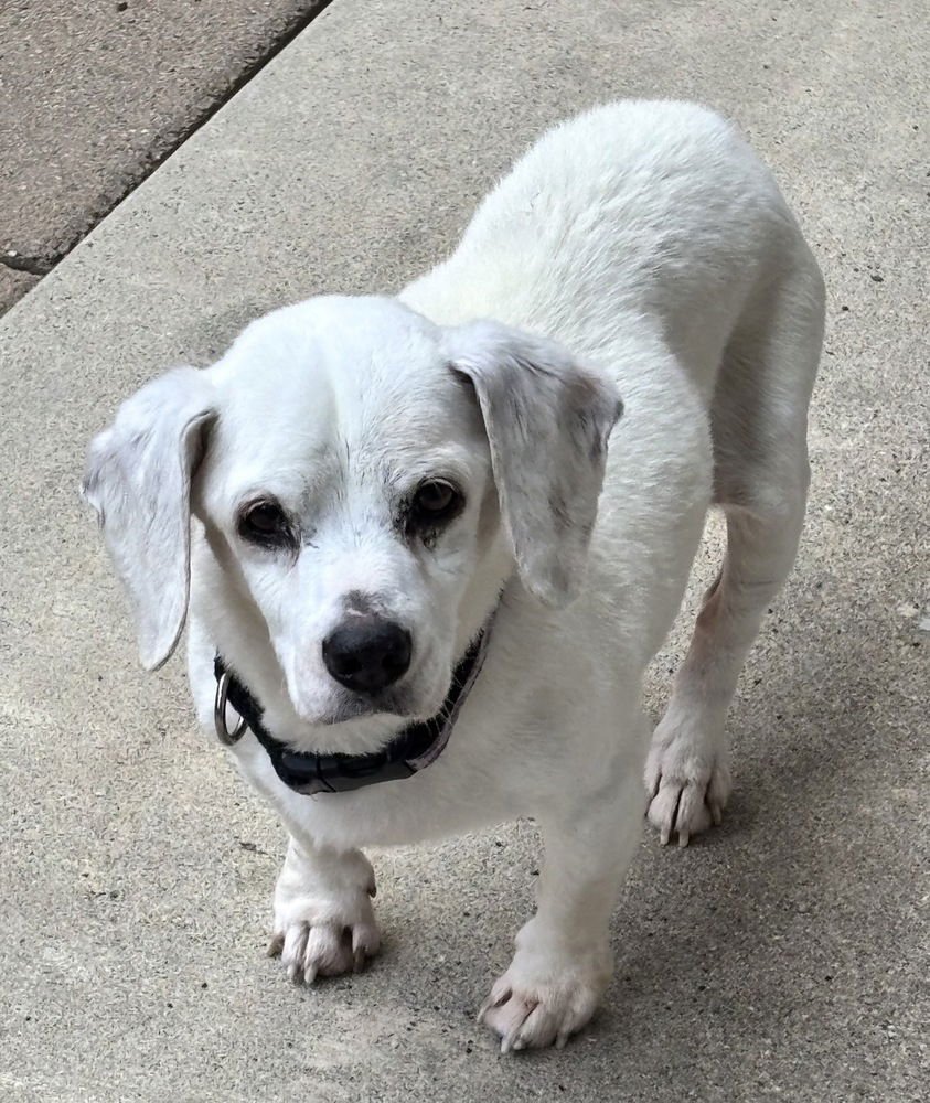 SHILOH - Beagle available for adoption