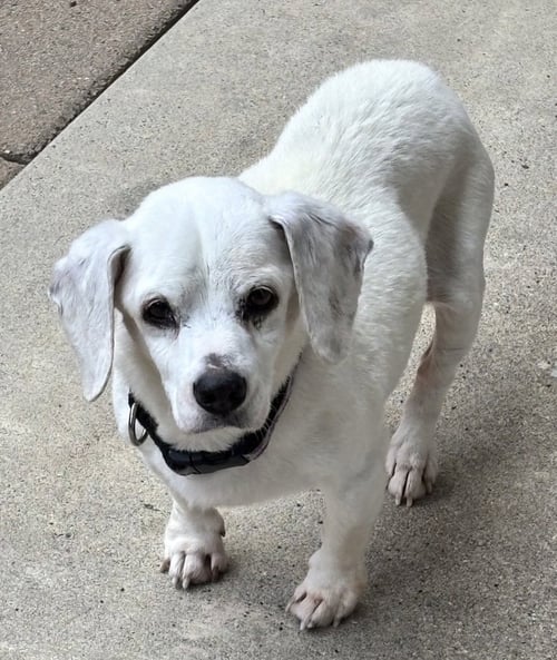 SHILOH - Beagle available for adoption