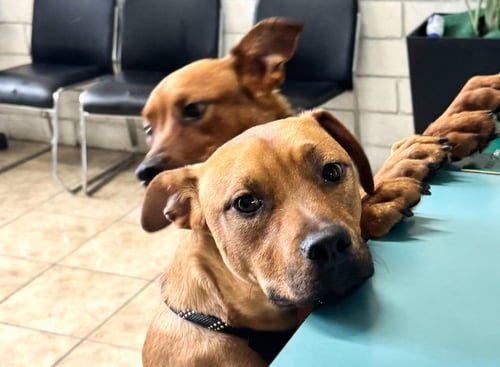 WILLOW AND SAGE - Labrador Retriever / Boxer available for adoption