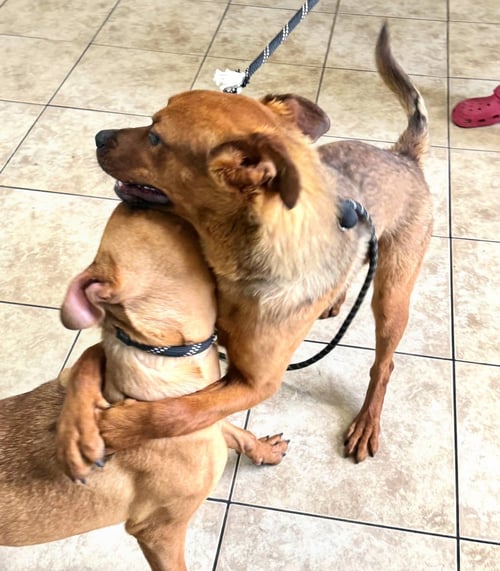 WILLOW AND SAGE - Labrador Retriever / Boxer available for adoption