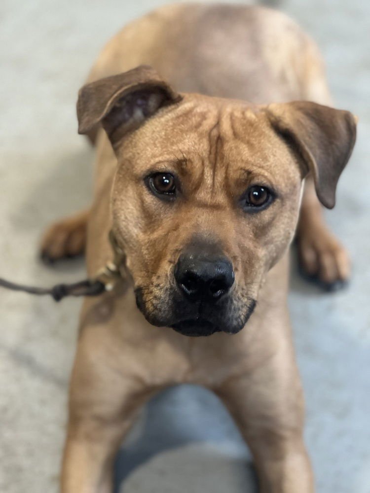 THEO - Pit Bull Terrier available for adoption